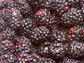 Live Boysenberry Plant