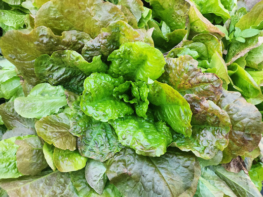 Bronze Mignonette Lettuce Seeds