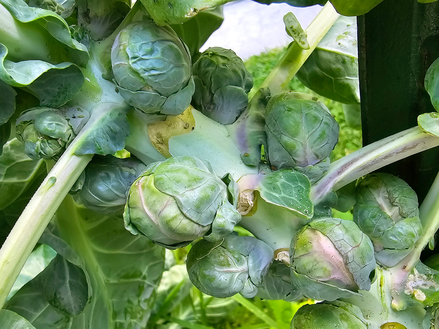 planting brussel sprout seeds Catskill Brussels Sprouts Seeds – Heirloom Fall Favorite – Jerra's Garden