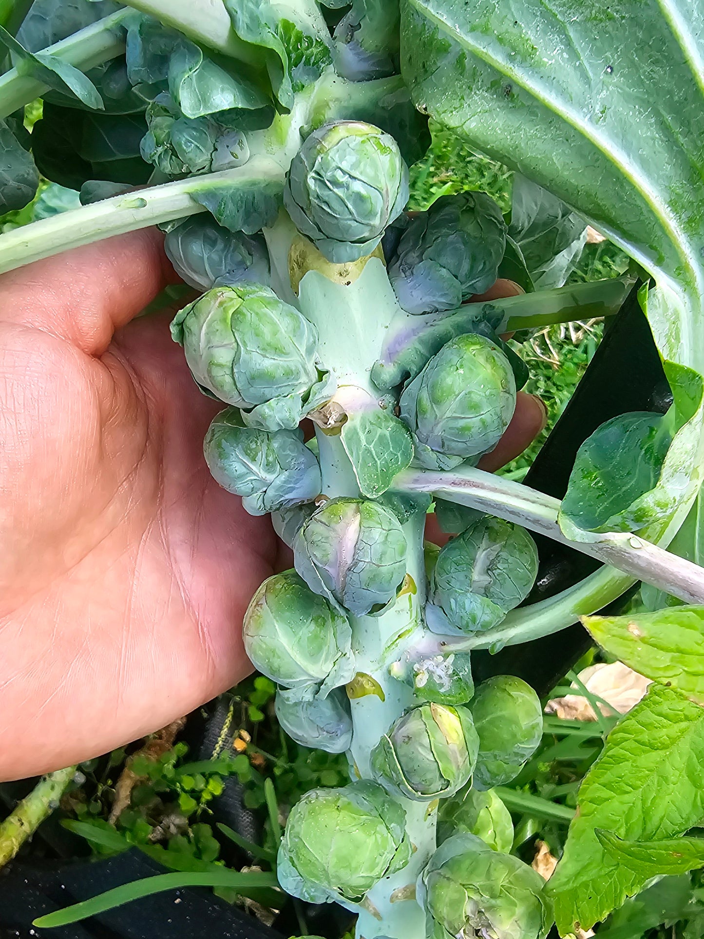 brussel sprout plant gone to seed Catskill Brussels Sprouts Seeds