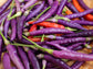 Buena Mulata Hot Pepper Seeds