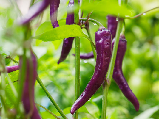 Buena Mulata Hot Pepper Seeds