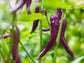 Buena Mulata Hot Pepper Seeds