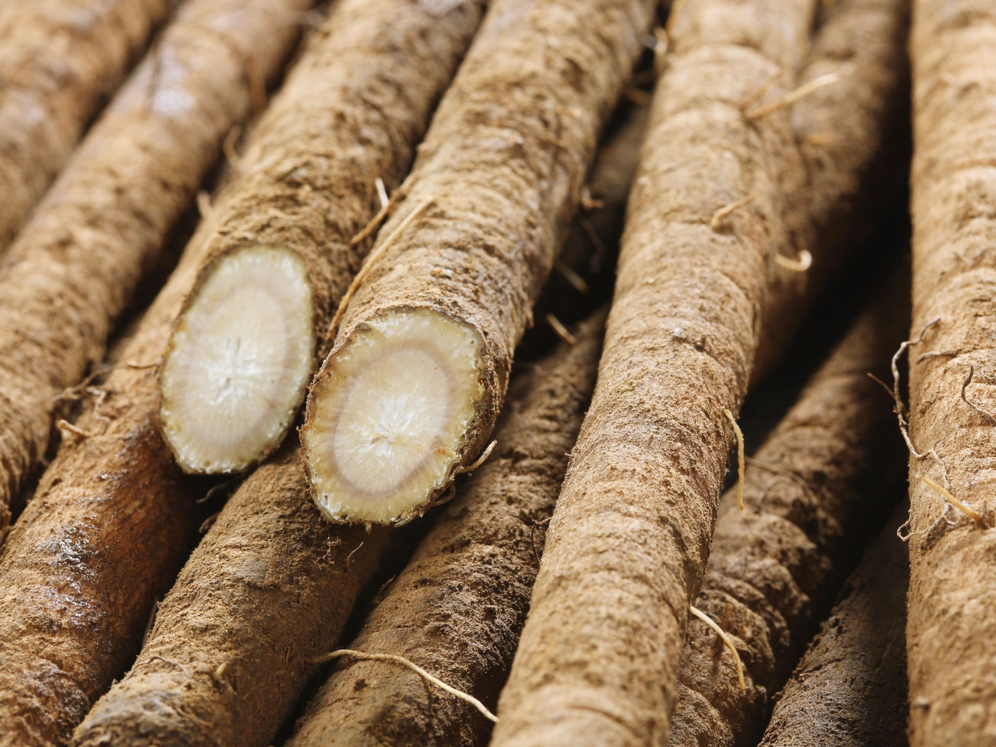 Takinogawa Burdock Seeds