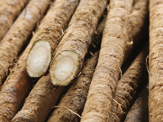 Takinogawa Burdock Seeds