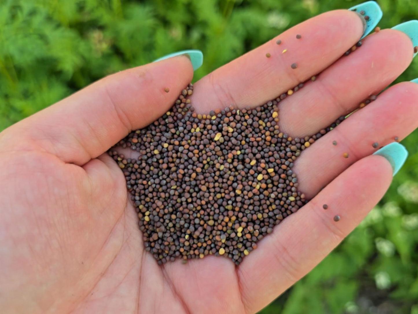 Caliente Rojo Mustard Blend Cover Crop Seeds