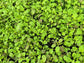 Caliente Rojo Mustard Blend Cover Crop Seeds