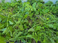 Caliente Rojo Mustard Blend Cover Crop Seeds
