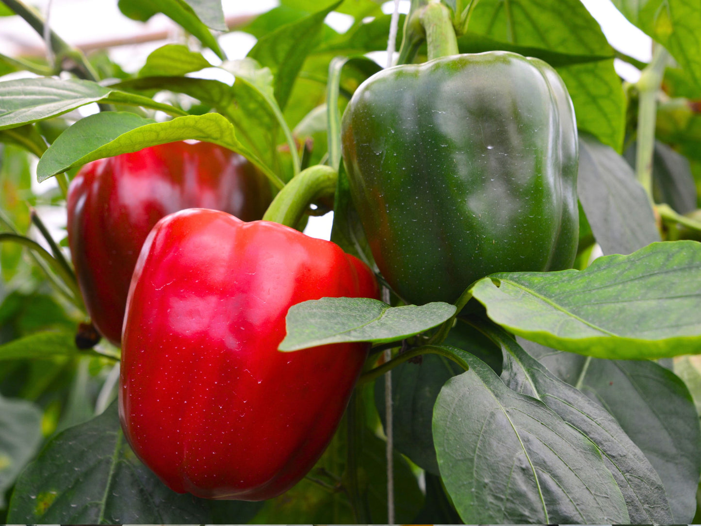 California Wonder Sweet Bell Pepper Seeds