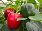 California Wonder Sweet Bell Pepper Seeds