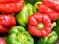 California Wonder Sweet Bell Pepper Seeds
