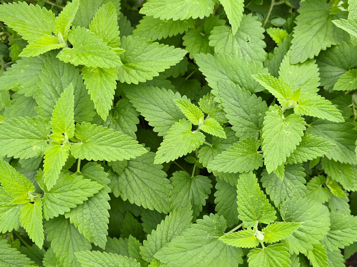 Catnip Herb Seeds