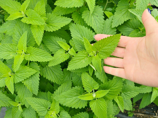 Catnip Herb Seeds