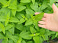 Catnip Herb Seeds