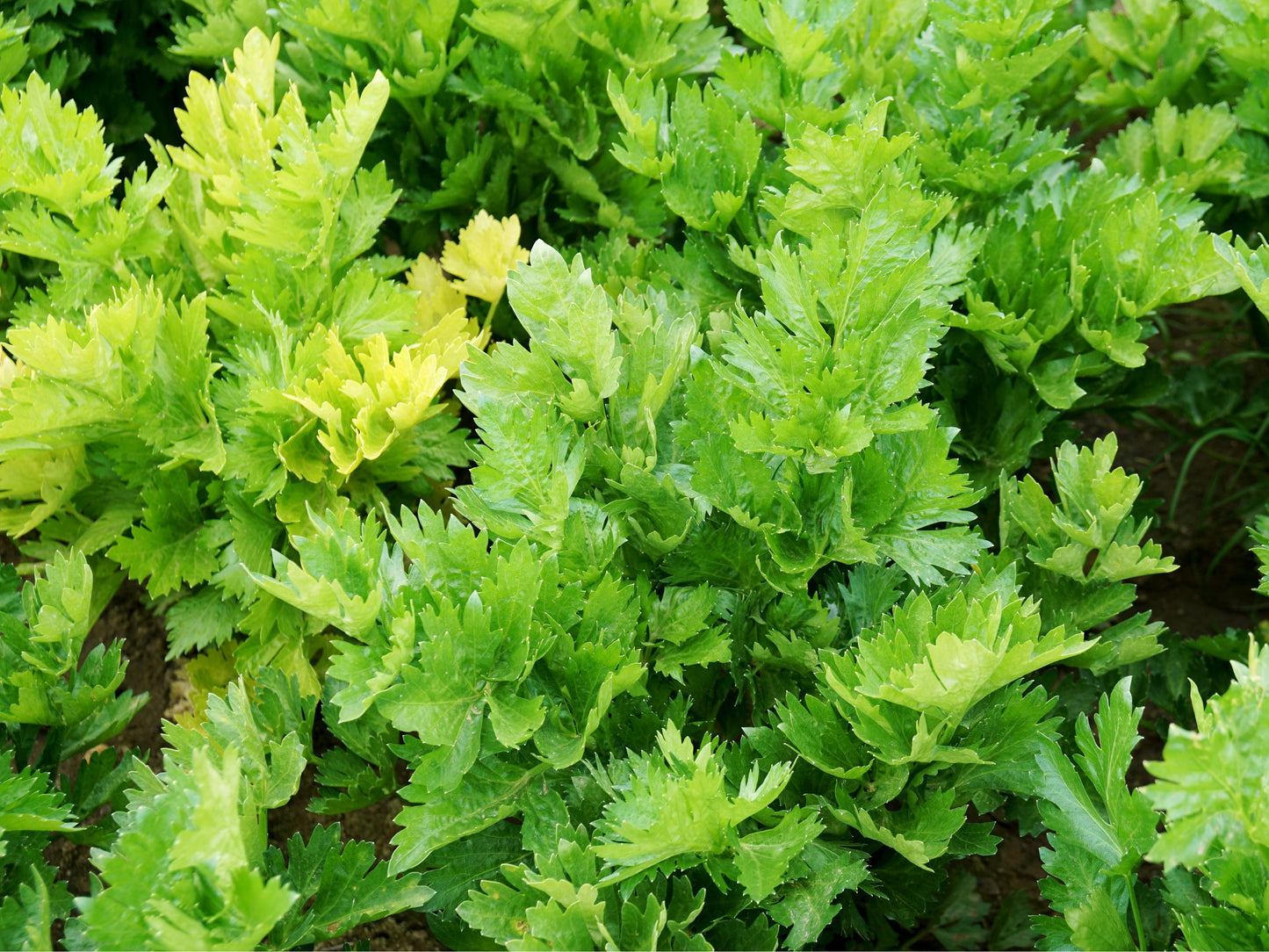 Utah 52 Tall Celery Seeds