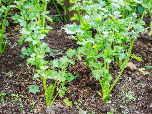 Utah 52 Tall Celery Seeds