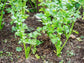 Utah 52 Tall Celery Seeds