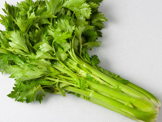 Utah 52 Tall Celery Seeds