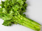 Utah 52 Tall Celery Seeds