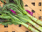 Purple Sword Celtuce Seeds