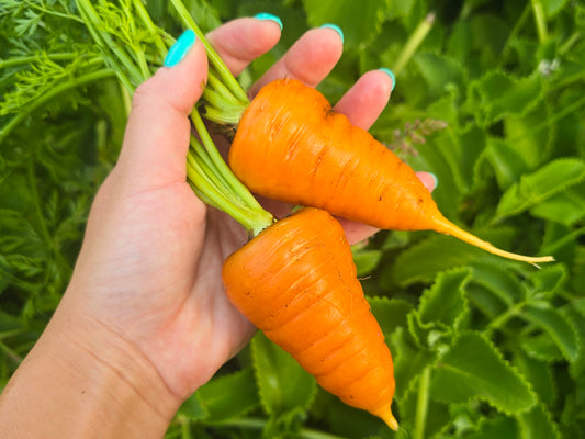 Chantenay Red Cored Carrot Seeds