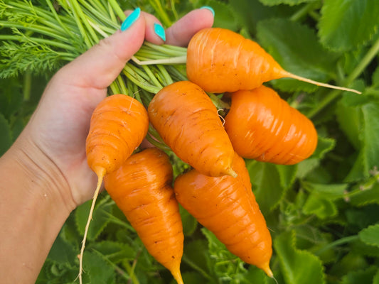 Chantenay Red Cored Carrot Seeds