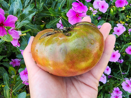 Cherokee Purple Tomato