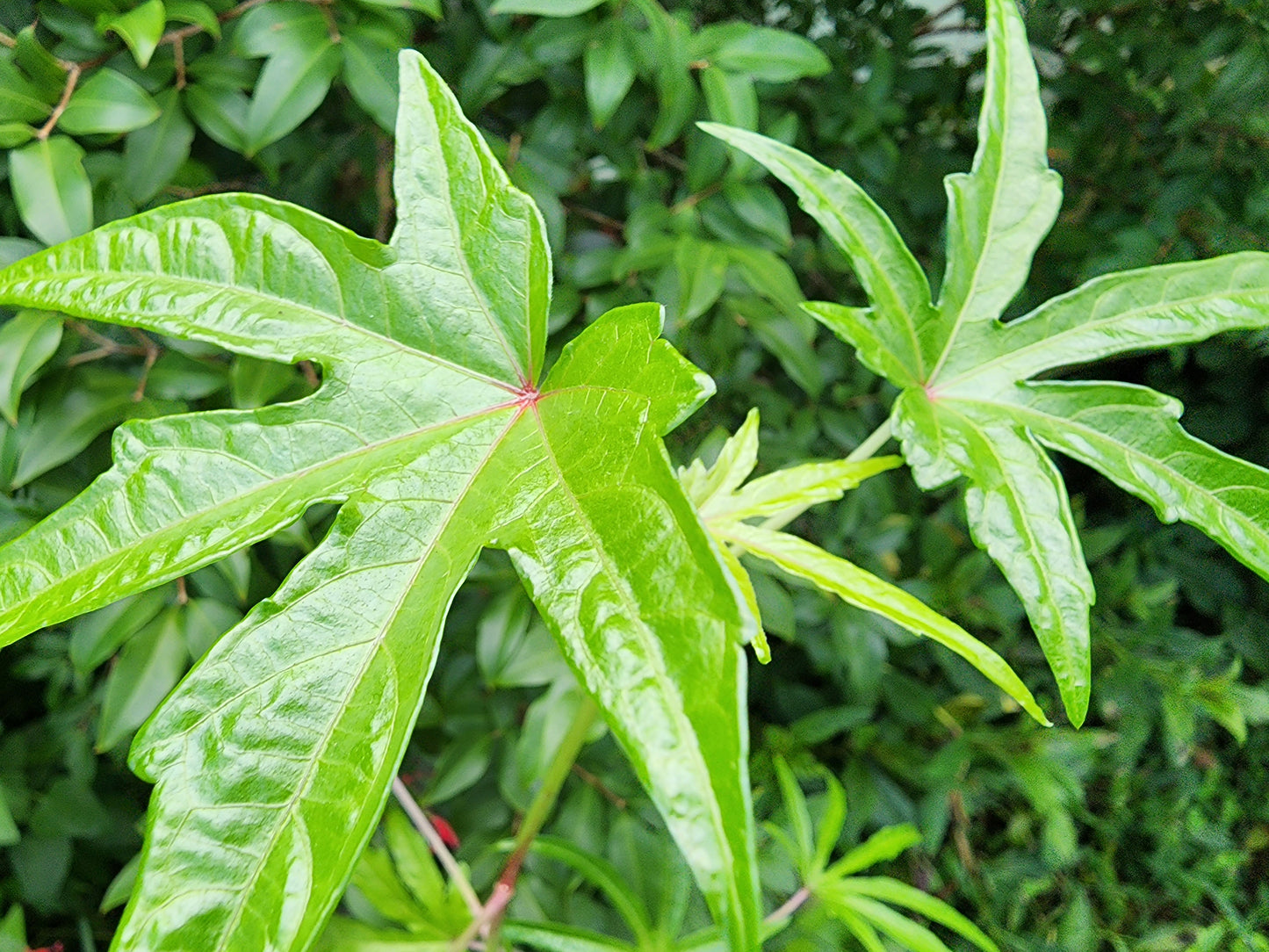 Chief Kubo's Prize South Sea Salad Tree LIVE PLANT