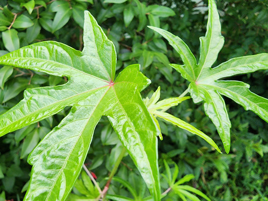 Chief Kubo's Prize South Sea Salad Tree LIVE PLANT