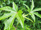 Chief Kubo's Prize South Sea Salad Tree LIVE PLANT