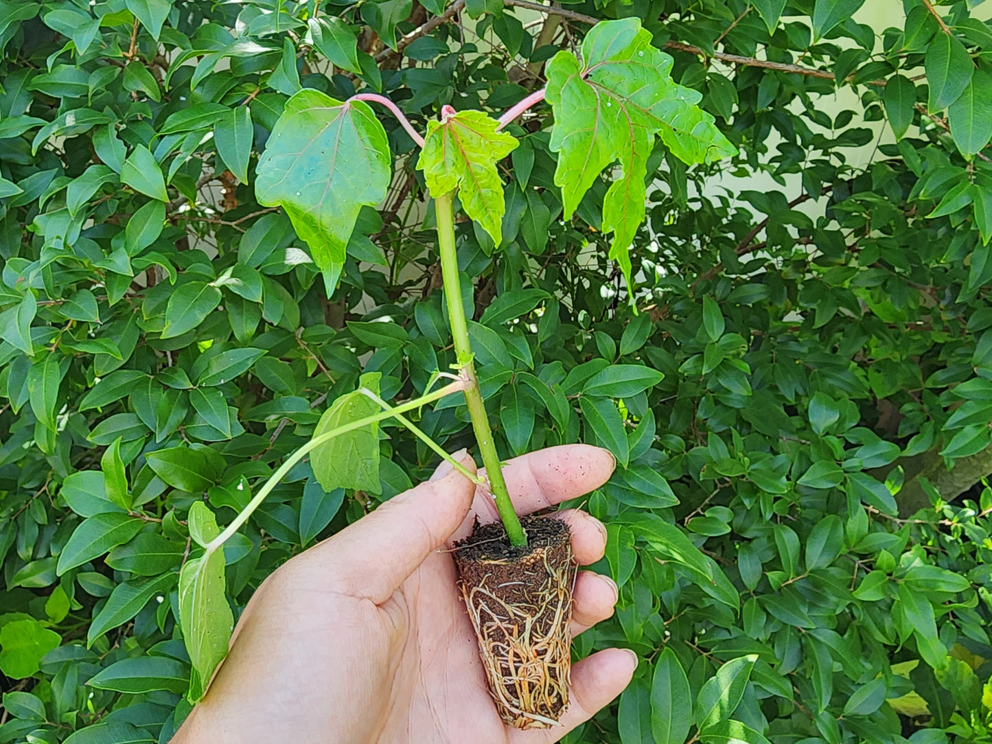Chief Kubo's Prize South Sea Salad Tree LIVE PLANT