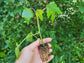 Chief Kubo's Prize South Sea Salad Tree LIVE PLANT