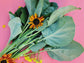 Chinese Broccoli aka Kailaan Seeds