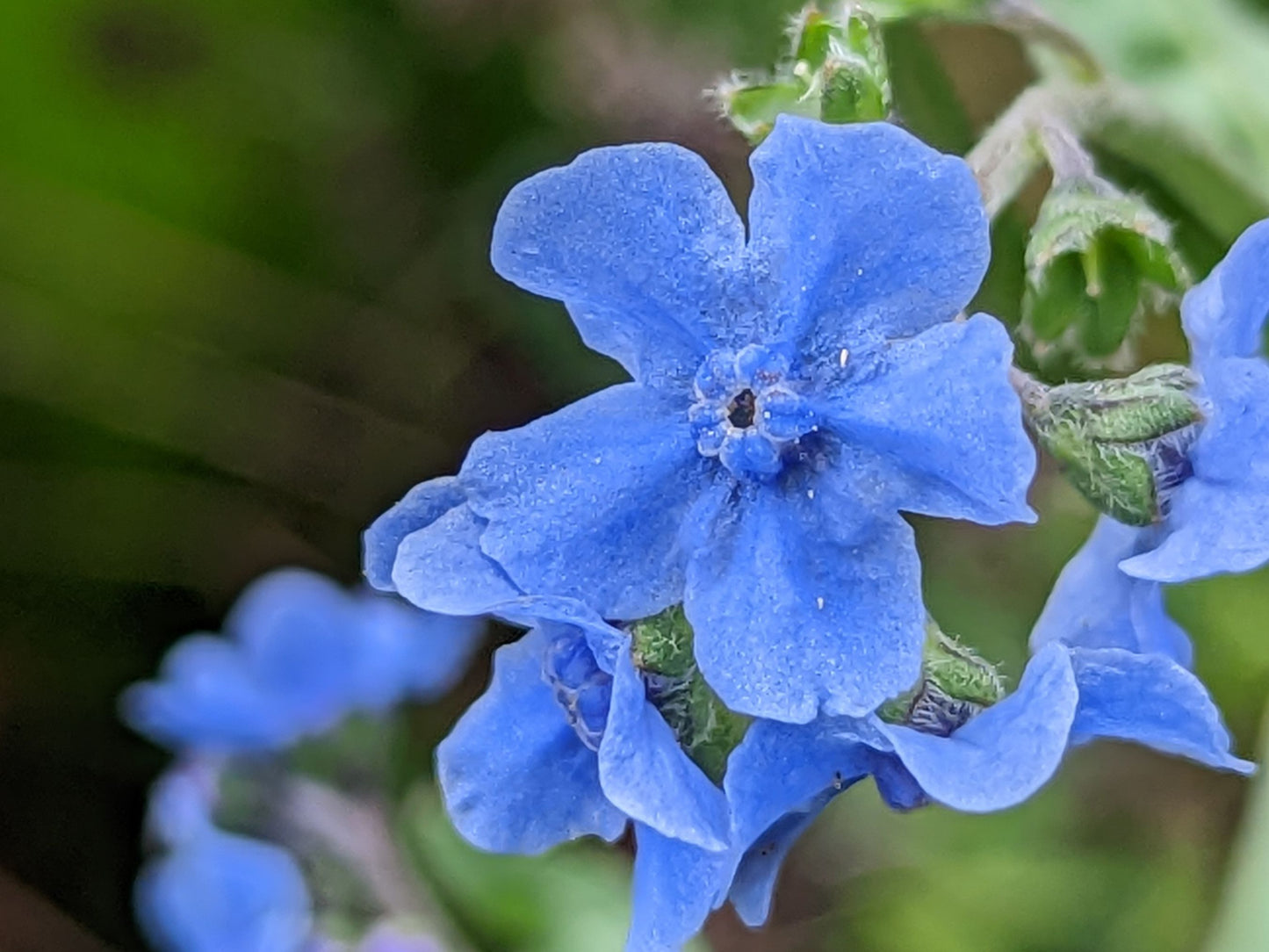 a plant that makes seeds but not flowers would be Chinese Forget Me Not Seeds – Pollinator-Friendly Flowers – Jerra's Garden