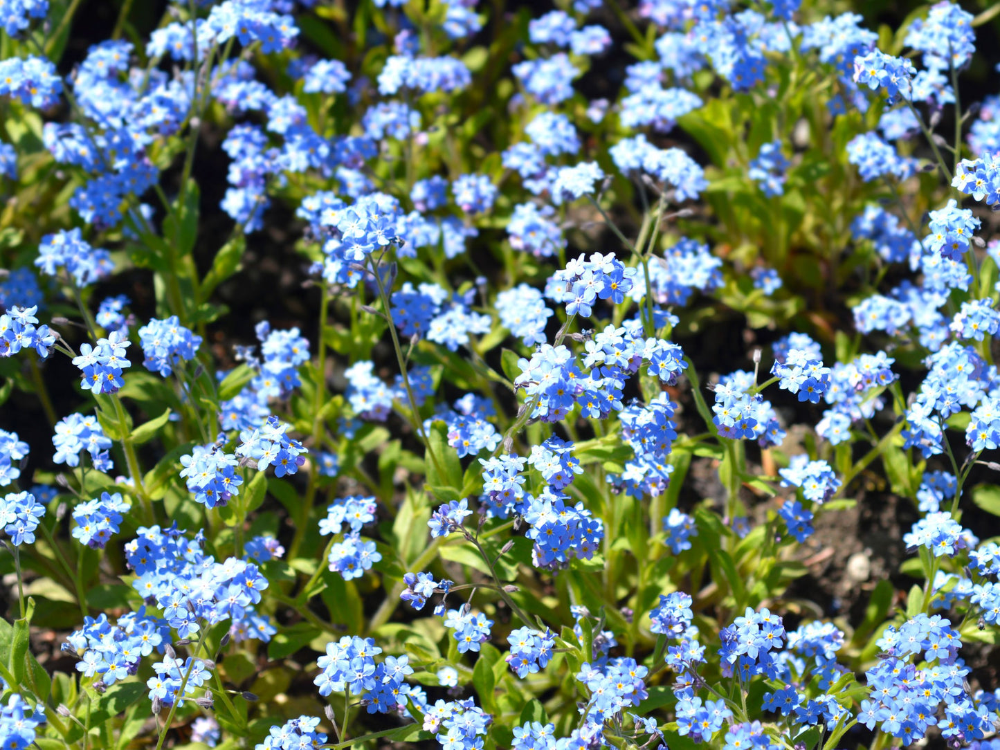 a plant that makes seeds but not flowers would be Chinese Forget Me Not Flower Seeds