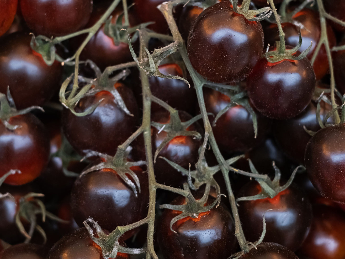 Chocolate Cherry Tomato Seeds
