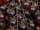 Chocolate Cherry Tomato Seeds