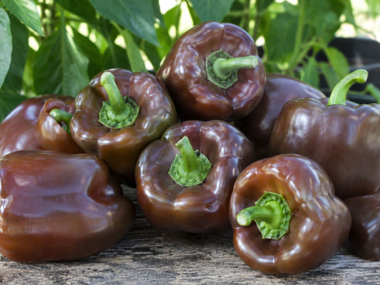 Chocolate Beauty Sweet Bell Pepper Seeds