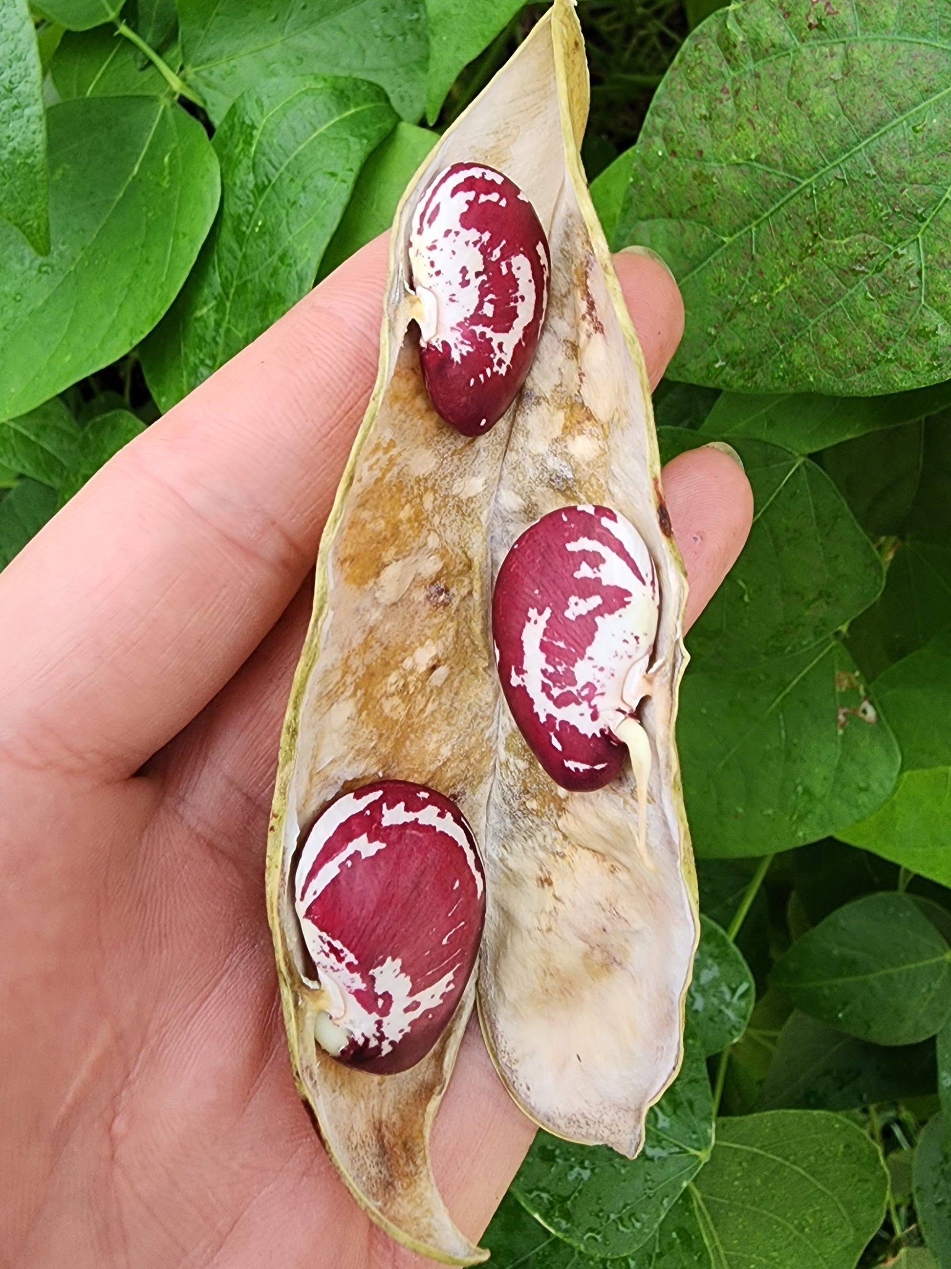 lima bean seeds to plant Christmas Pole Lima Butter Bean Seeds – Heirloom – Jerra's Garden
