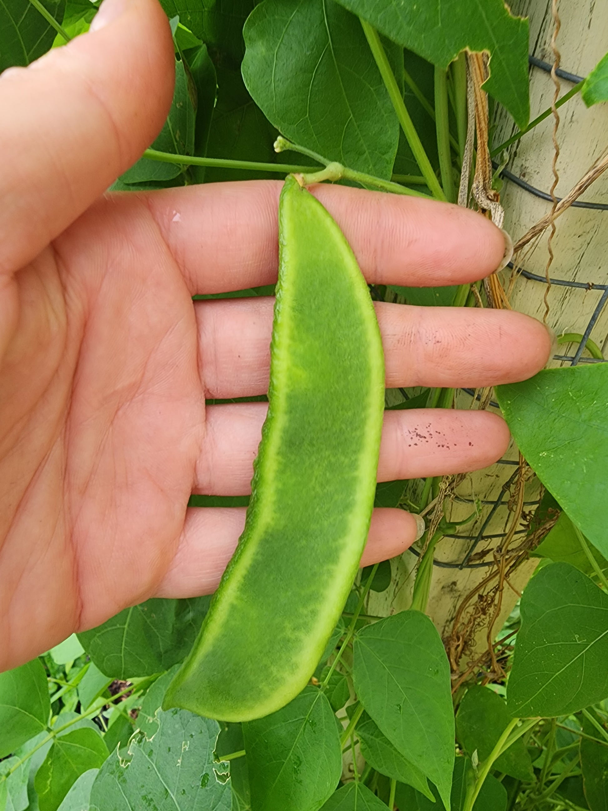 planting butter bean seeds Christmas Pole Lima Butter Bean Seeds – Heirloom – Jerra's Garden