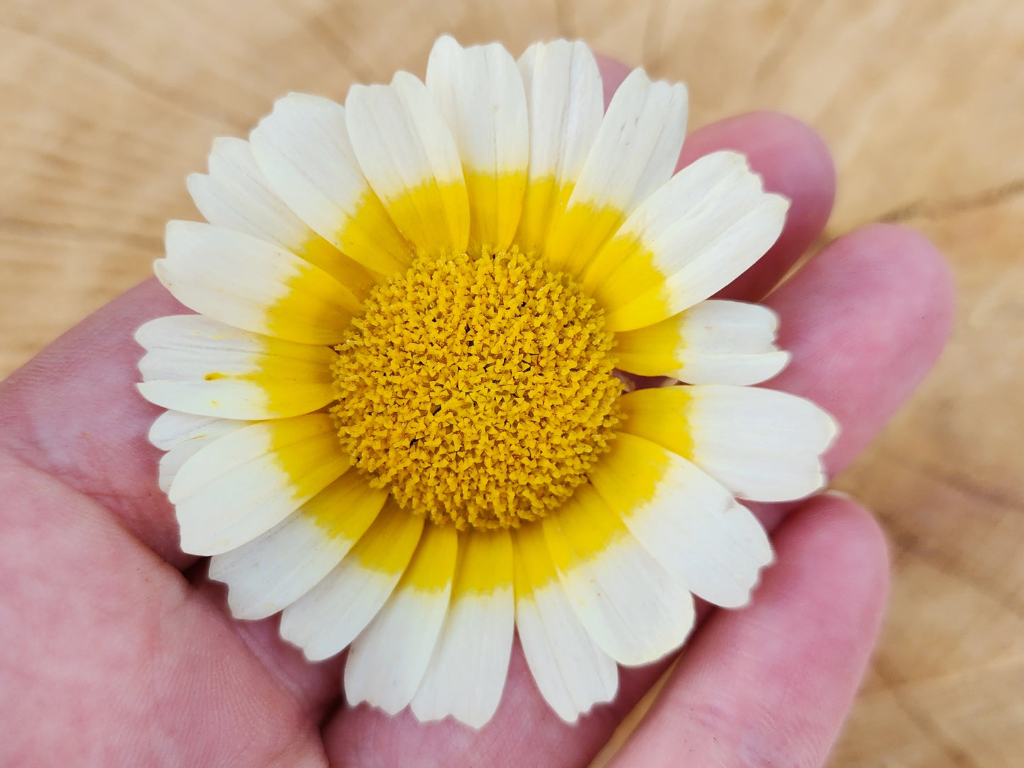 Chrysanthemum aka Tong Ho Heirloom Flower Seeds