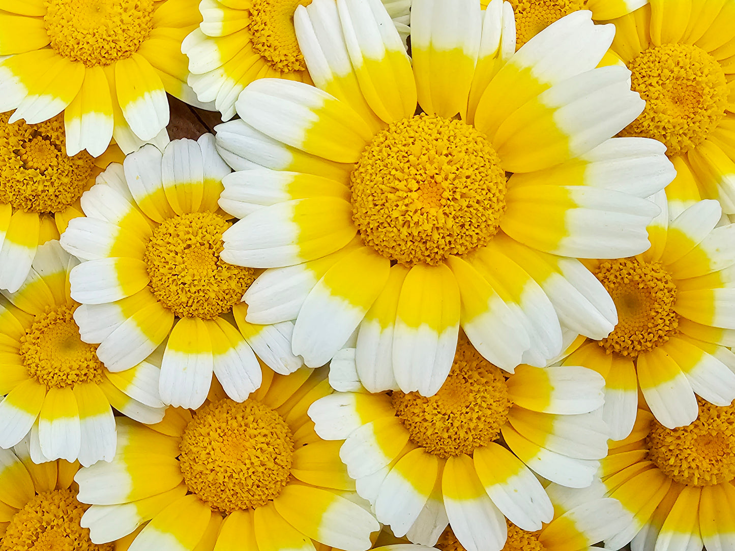 chrysanthemum tea flower seeds Edible Chrysanthemum – Tong Ho Heirloom Tea & Greens – Jerra's Garden