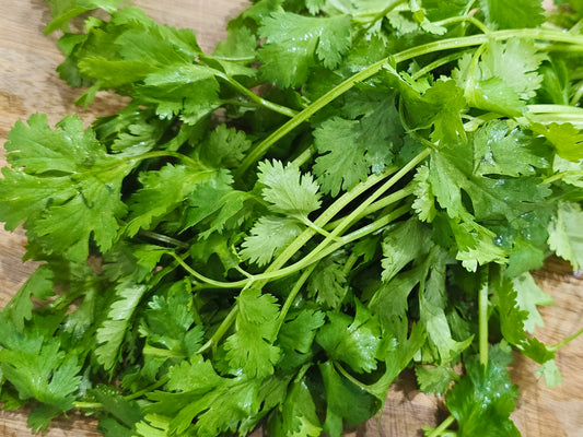 Leisure Splits Slow Bolt Cilantro Herb Seeds