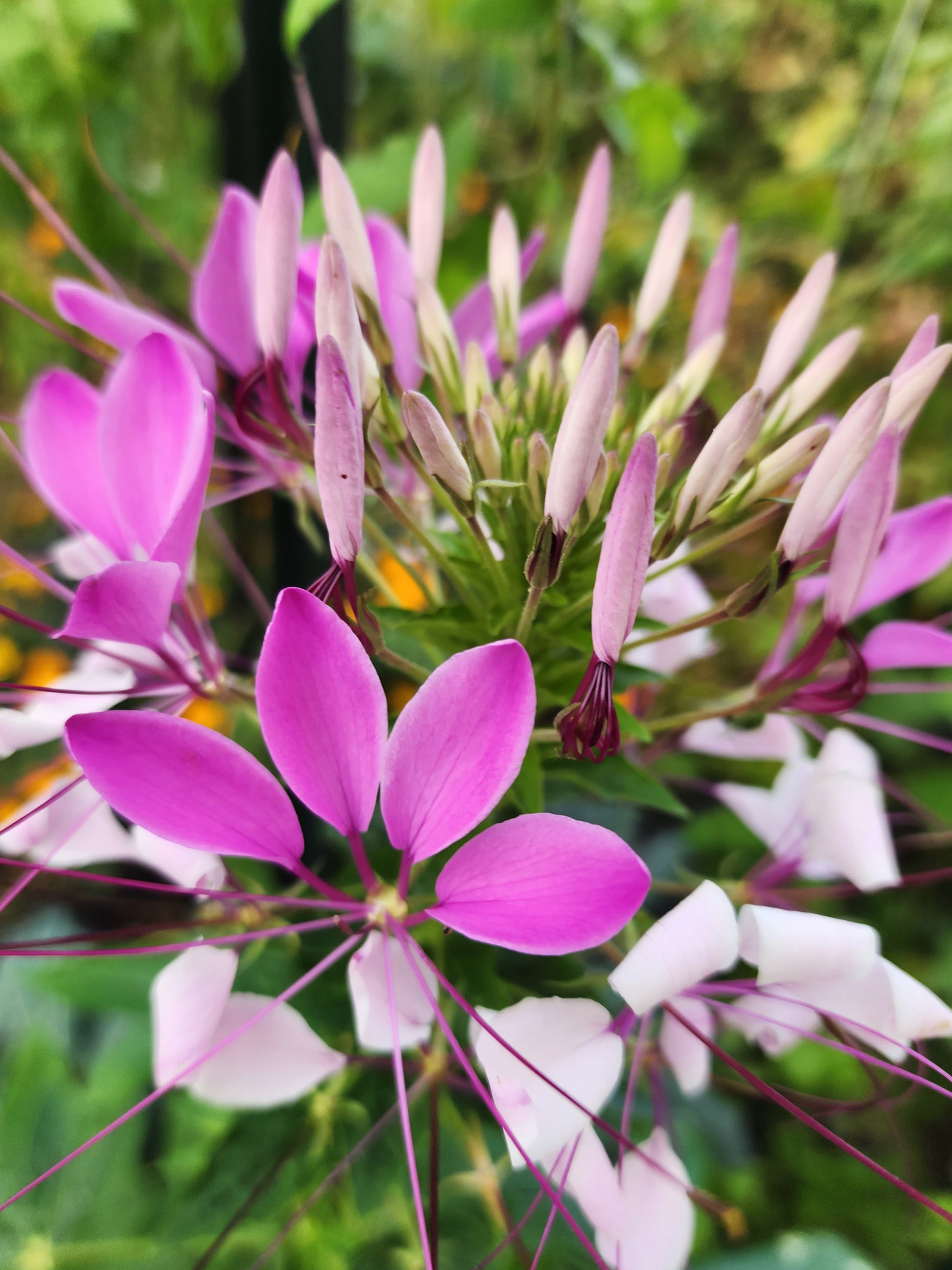 cleome spider plant Cleome Spider Flower – Mixed Colors Heirloom Seeds – Jerra's Garden