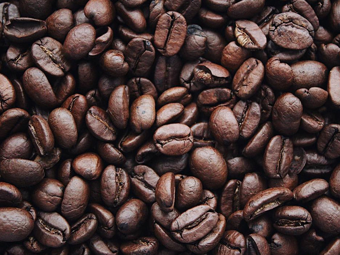 Coffee Arabica LIVE Starter Plant/Tree