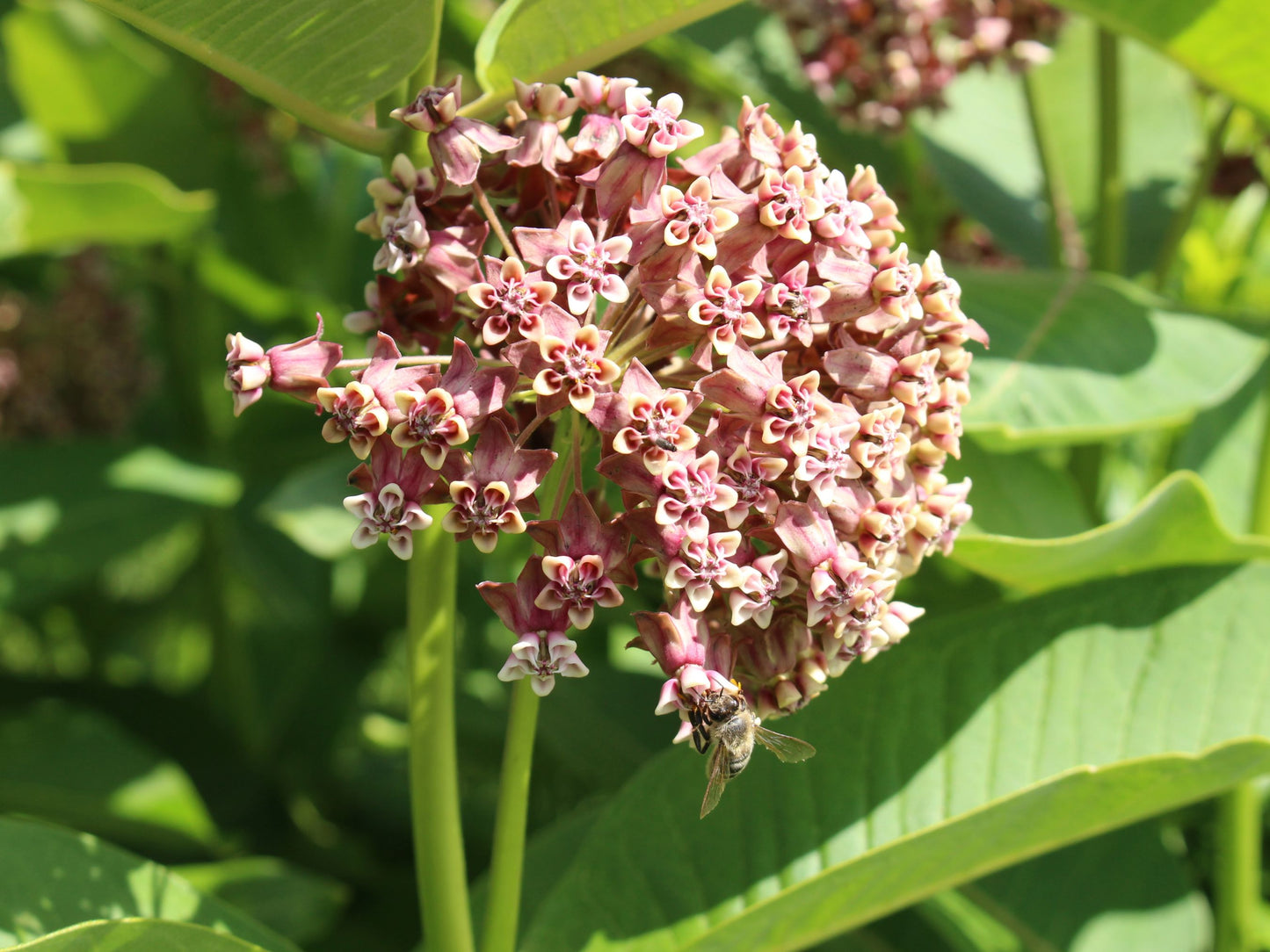 Common Milkweed (Asclepias syriaca) Flower Seeds