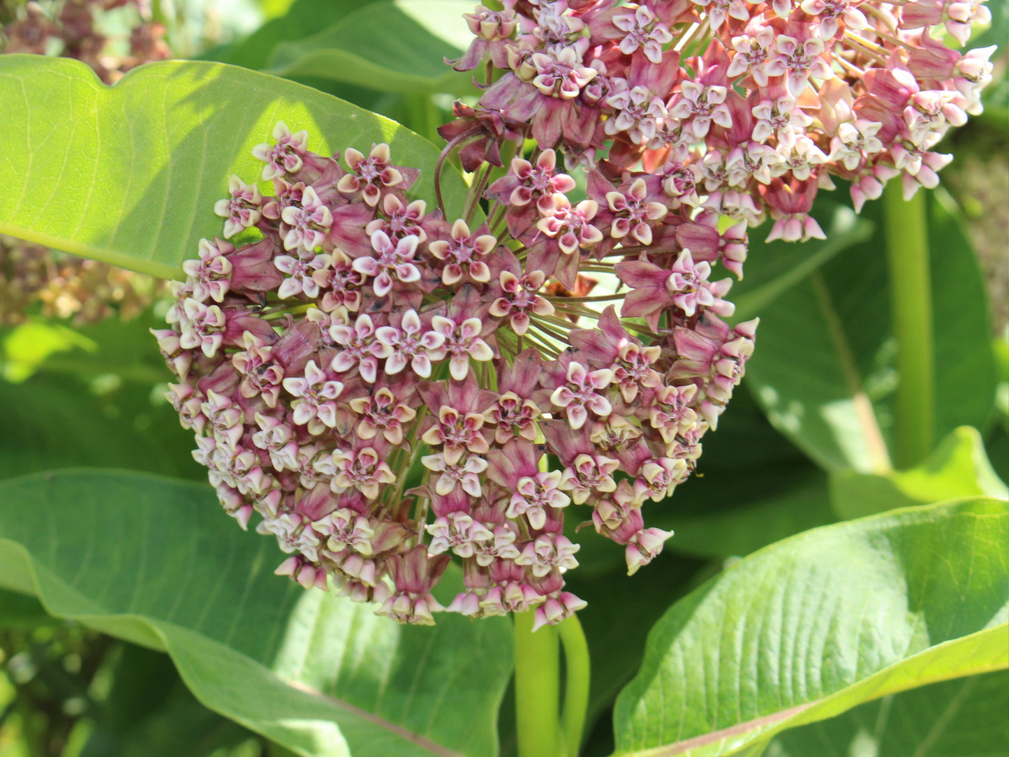 Common Milkweed (Asclepias syriaca) Flower Seeds