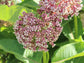 Common Milkweed (Asclepias syriaca) Flower Seeds