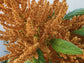 Copperhead Giant Amaranth Seeds