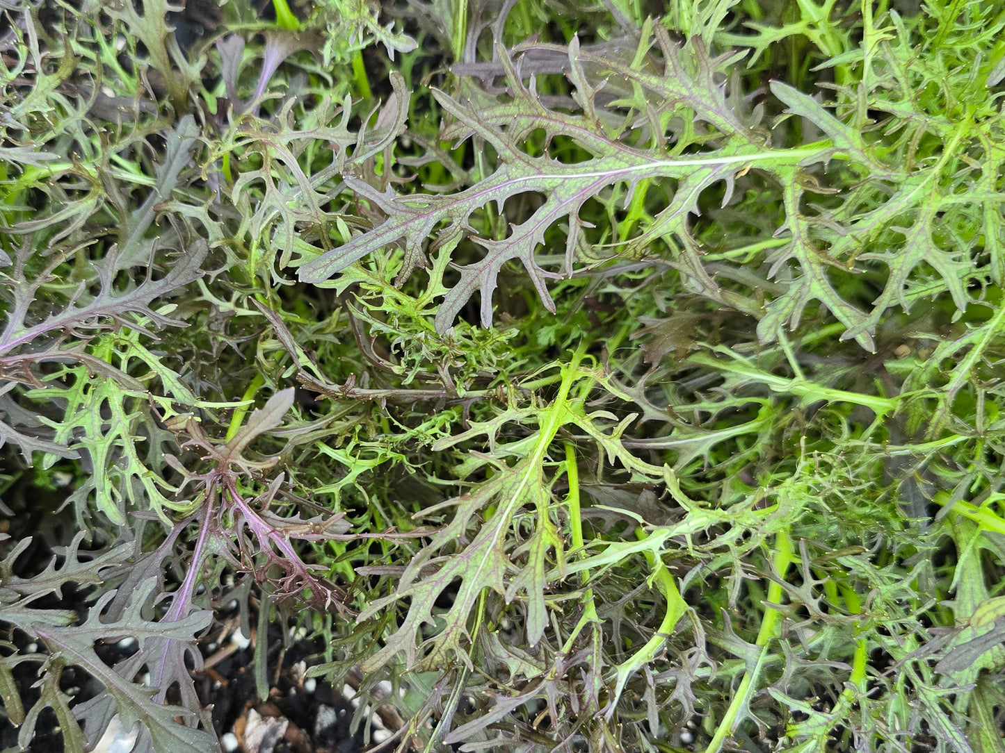Crimson Tide Mustard Green Seeds